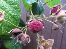 Raspberry Rubus Idaeus Purple Blossom Seeds for sweet homegrown fruit in the Backyard Berry Vertical Garden