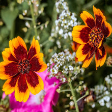 Cosmidium Brunette Seeds for gardeners building out beds and borders