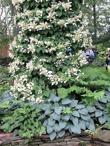 Japanese Hydrangea Vine Moonlight - for planting in home garden