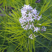 Blue Star Seeds (Amsonia illustris) for growers filling out the home garden flower border