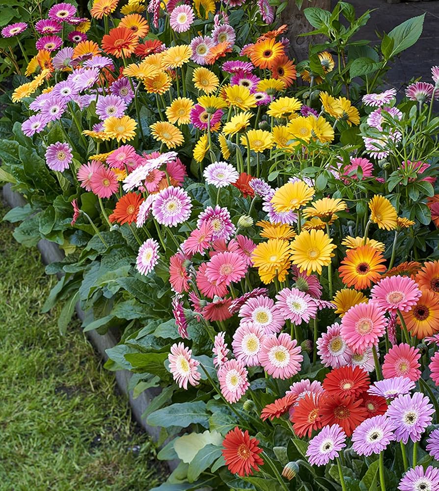 Gerbera Gerbera jamesonii flower seeds for indoor pots and garden beds - for planting in home garden