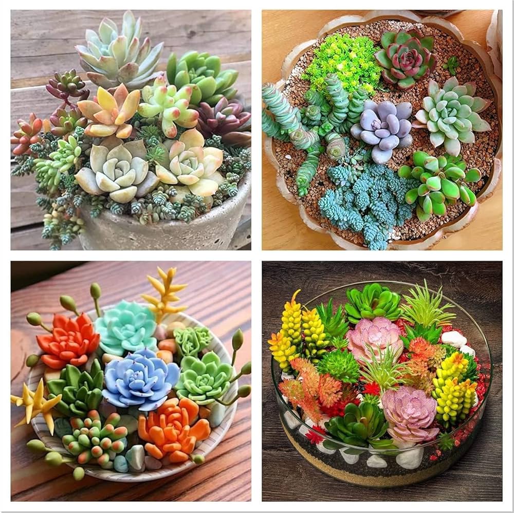 Indoor Decorative Houseplant Mixed species seeds for planting in indoor pots and small space gardening - for planting in home garden