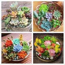 Indoor Decorative Houseplant Mixed species seeds for planting in indoor pots and small space gardening - for planting in home garden