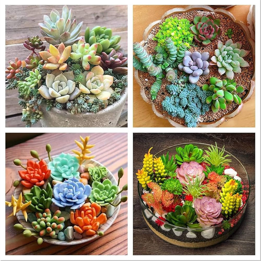 Indoor Decorative Houseplant Mixed species seeds for planting in indoor pots and small space gardening - for planting in home garden