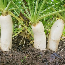 Miyashige Radish Seeds for growers stocking a kitchen garden
