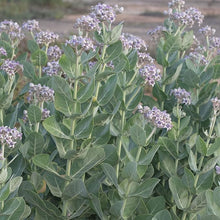Milkweed Crown Seeds (Asclepias coronaria) for a bright addition to the Garden