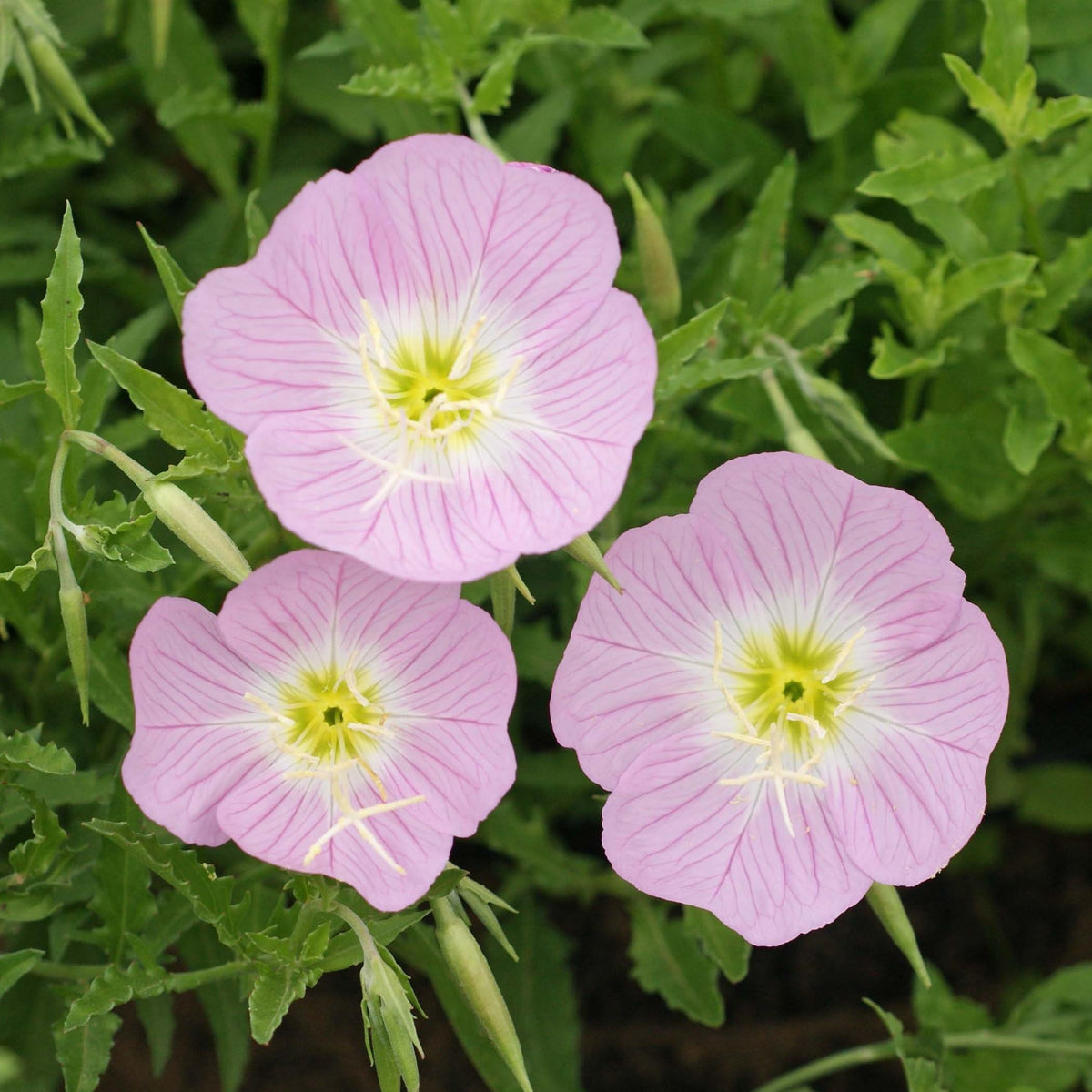 Evening Primrose White Seeds â€“ Moonlit Blooms for Night Gardens
