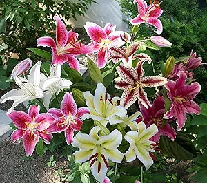 Lily Lilium longiflorum perfume flower seeds for planting in home garden or spring flower beds - for planting in home garden