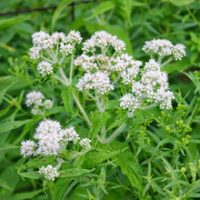 Eupatorium Seeds (Eupatorium purpureum) for a bright addition to the Garden & Flower Bed