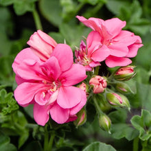 White and pink geranium flower seeds