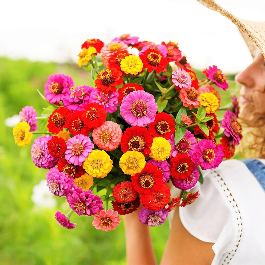 Zinnia Pumila Mix Zinnia elegans seeds for planting in home garden
