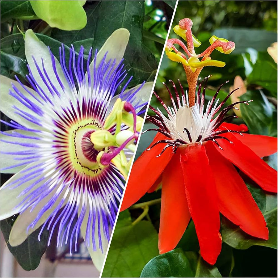 Bright Yellow Passionflower Seeds
