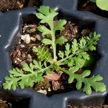 Heirloom Non-GMO Pearl White Yarrow (Swamp Yarrow Seeds for a bright addition to the Elegant White Blooms in Your Garden