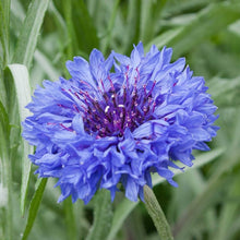 Junggeselle Knopf Large Blue Organic Seeds for reliable seasonal color
