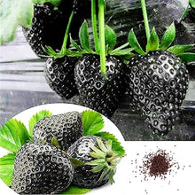 Black Strawberry Seeds for a homegrown harvest from the Fruit Garden & Bonsai