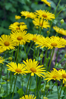 Doronicum Seeds (Doronicum orientale) for colorful blooms in the shaded flower beds and borders