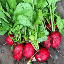 Radish Raphanus Sativus Sakurajima Mammoth Seeds valued by growers for backyard Gardening