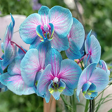 Orchid Seeds for a lasting addition to the Garden Flower Planting
