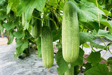 Cucumber Seeds for growers stocking a kitchen garden
