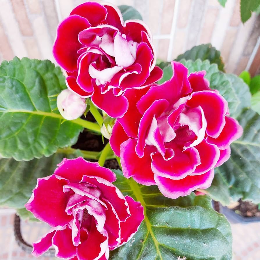 Gloxinia flower Sinningia speciosa seeds for planting in indoor pots or vertical gardens