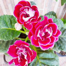Gloxinia Seeds (Sinningia speciosa) for a bright addition to the indoor pots and shaded home garden spots