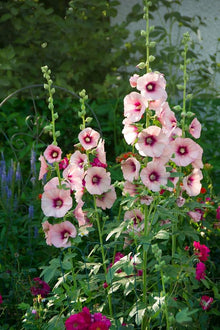 Hollyhock flower Seeds (Alcea rosea) for seasonal color across the vibrant floral borders
