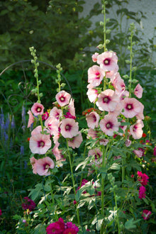 Organic Hollyhock Seeds for colorful blooms in the Garden & Flowerbed Blooms