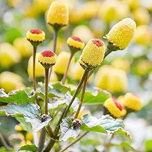 Acmella Oleracea Plant Acmella oleracea for planting in garden