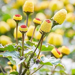 Acmella Oleracea Plant Acmella oleracea for planting in garden