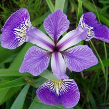 Iris Seeds (Iris germanica) for a bright addition to the Flower Home Garden