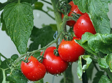 Heirloom Giant Red Tomato Seeds for growers stocking a kitchen garden