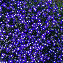 Lobelia Frau Clibran seeds (Lobelia erinus) for annual flowering plant gardens