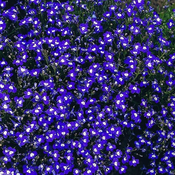 Lobelia Frau Clibran seeds (Lobelia erinus) for annual flowering plant gardens
