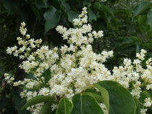 Japanischer Baum Flieder Syringa Reticulata Samen Seeds for growers seeking a long-blooming display