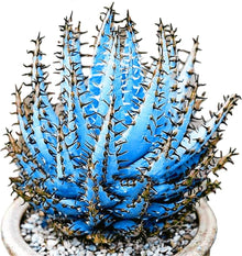 Succulent Aloe Vera Plants for easy-care planting in pots or beds