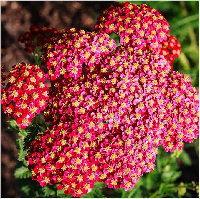 Yarrow Achillea Millefolium Rubra Flower Seeds for Planting – Drought-Tolerant Blooms for Wildflower and Native Gardens