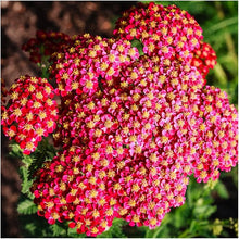 Yarrow Achillea Millefolium Rubra Flower Seeds for Planting – Drought-Tolerant Blooms for Wildflower and Native Gardens