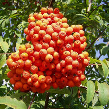 Korean Mountain Ash (Sorbus alnifolia) tree seeds