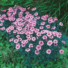 Dianthus Alwood Pink hardy flower seeds