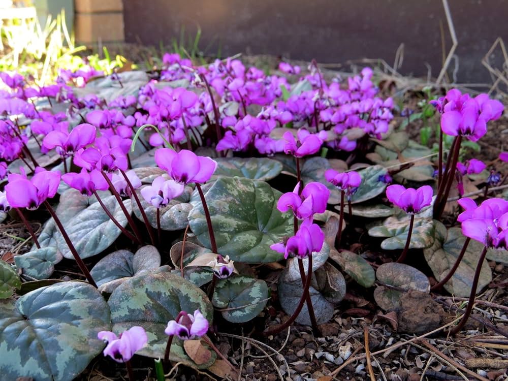 Cyclamen Coum winter flowers pink and cerise