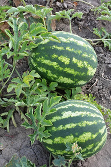 Watermelon Citrullus Lanatus Mixed Seeds prized among growers for summer Backyard Gardening