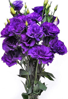 Lisianthus Eustoma Grandiflorum Purple Seeds for growers filling out the Garden Floral Arrangements