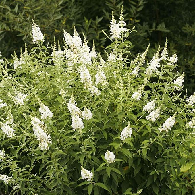 Bush Various Species White Beautiful Flower Seeds for Planting – Ideal for Garden Beds and Seasonal Displays