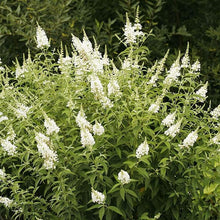 Bush Various Species White Beautiful Flower Seeds for Planting – Ideal for Garden Beds and Seasonal Displays