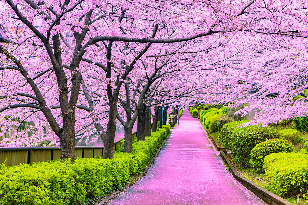 Japanese (Sakura Cherry Blossom Seeds – Pink Blooming Ornamental Trees) for planting in garden