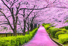 Japanese (Sakura Cherry Blossom Seeds – Pink Blooming Ornamental Trees) for planting in garden