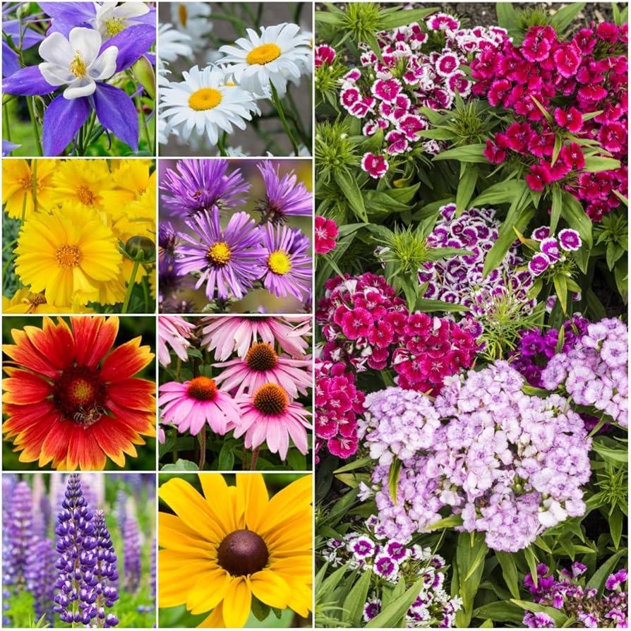 Besseya wyomingensis ��������� Native Wildflower ��������� for planting in perennial gardens