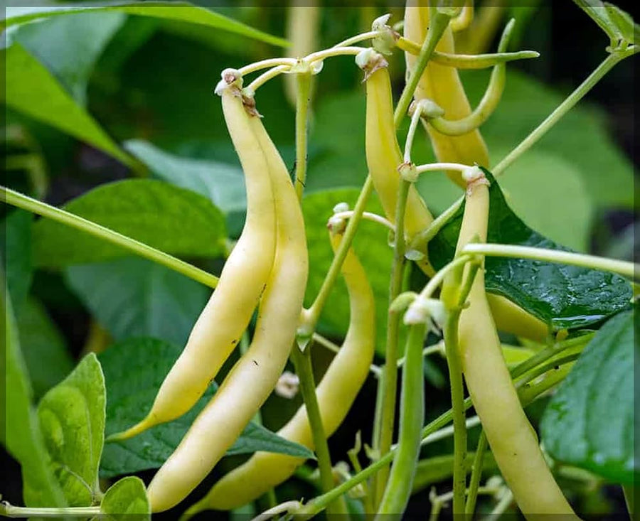 Yellow - Wax for planting in home garden