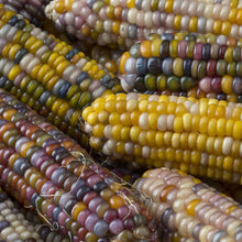 Glass Gem Corn Seeds (Zea mays) for growers stocking the kitchen garden and raised beds