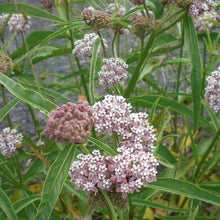 Narrow Leaf Milkweed Seeds (Asclepias fascicularis) for growers filling out the Butterfly Garden
